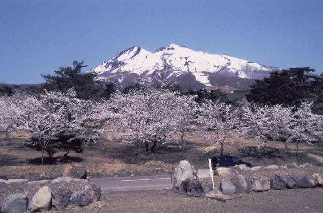 桜林公園